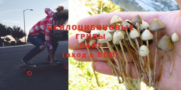стафф Алзамай